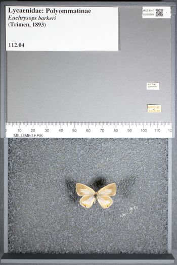 Media type: image;   Entomology 50099